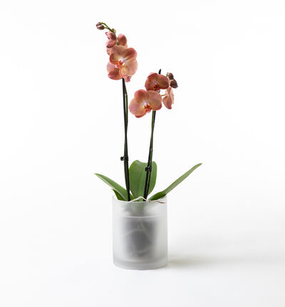 Gyllen to-grenet orkidé i glasspotte
